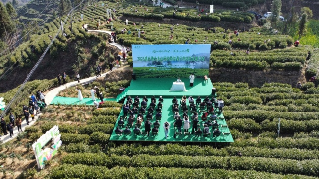 陜西鎮(zhèn)巴16.7萬畝春茶開采 數(shù)字“大腦”助力茶產(chǎn)業(yè)高質(zhì)量發(fā)展